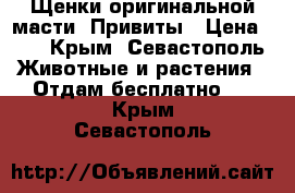 Щенки оригинальной масти. Привиты › Цена ­ 1 - Крым, Севастополь Животные и растения » Отдам бесплатно   . Крым,Севастополь